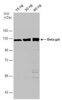 Various amounts of beta galactosidase protein were separated by 7.5% SDS-PAGE,and the membrane was blotted with Beta-gal antibody (GTX132107) diluted at 1:10000.